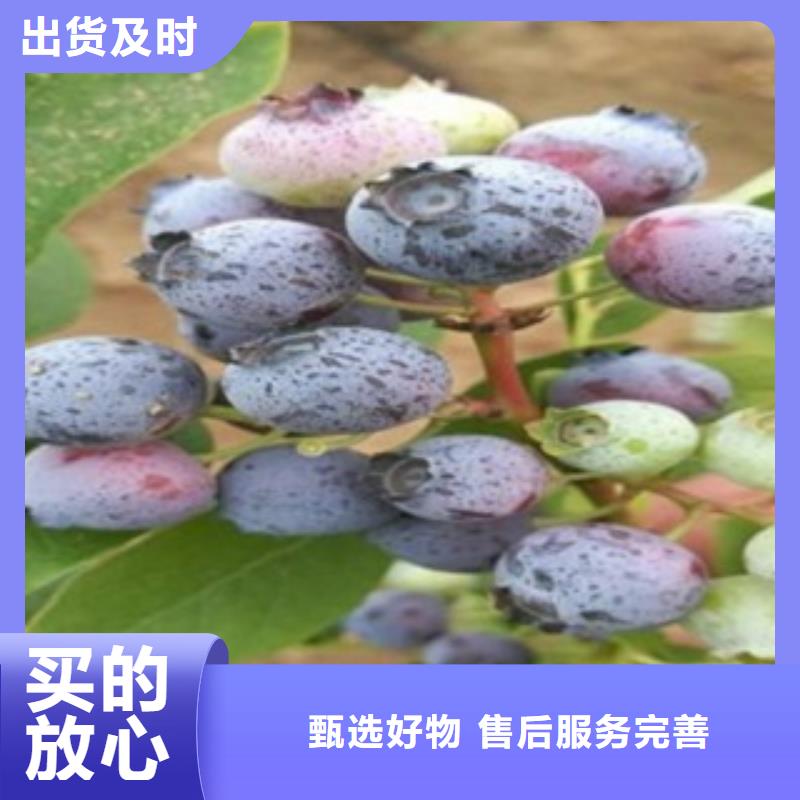 维口蓝莓树苗哪里的品种纯