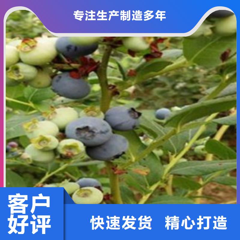 考林蓝莓树苗量大从优原厂制造