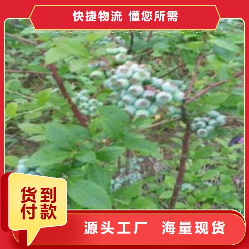 芭尔德温蓝莓树苗生产基地本地生产厂家