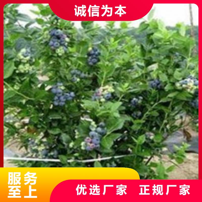 奥斯汀蓝莓树苗质优价廉