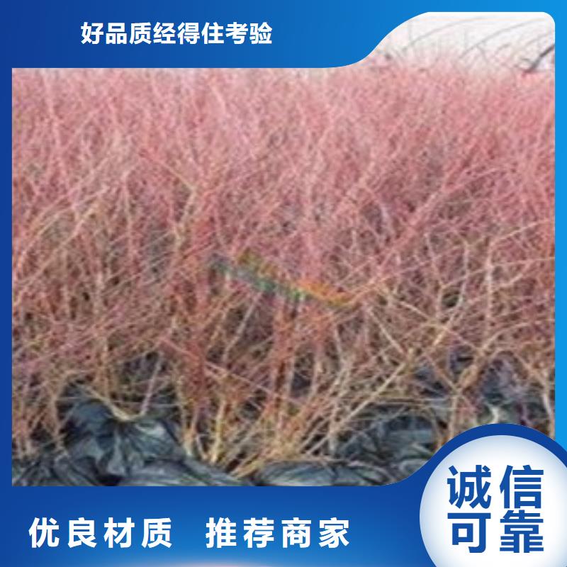 塞拉蓝莓树苗几年结果