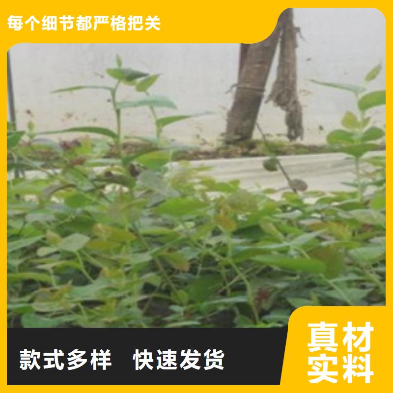 细节严格凸显品质(兴海)木兰蓝莓树苗批发低价