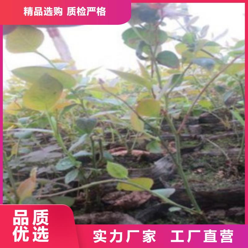 晚蓝蓝莓树苗量大从优
