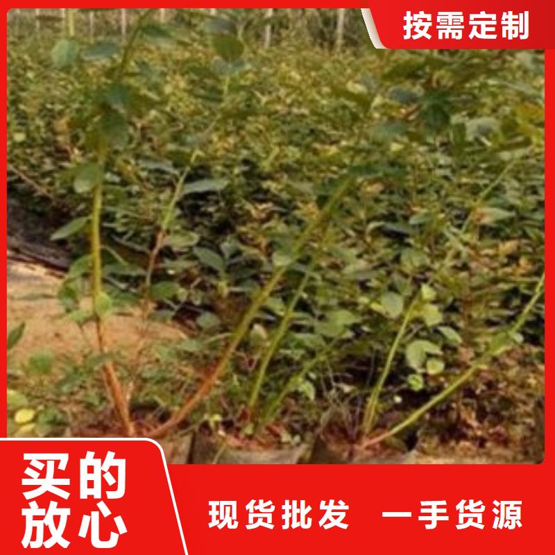 精华蓝莓树苗种植方法及时间同城经销商