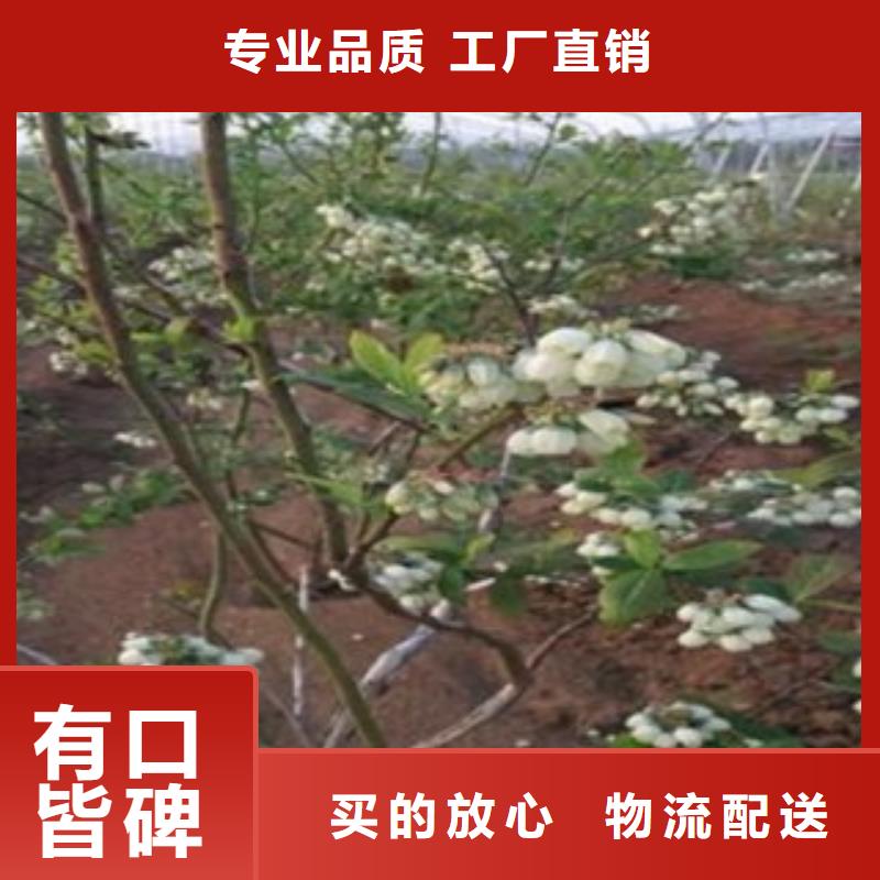 门梯蓝莓树苗产地值得信赖