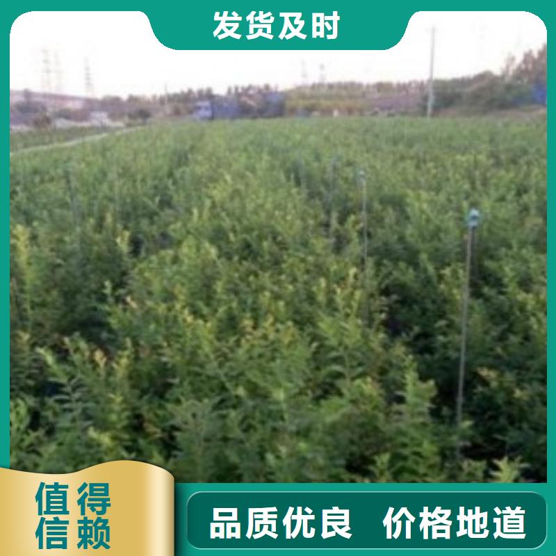 斯巴坦蓝莓树苗病虫防治