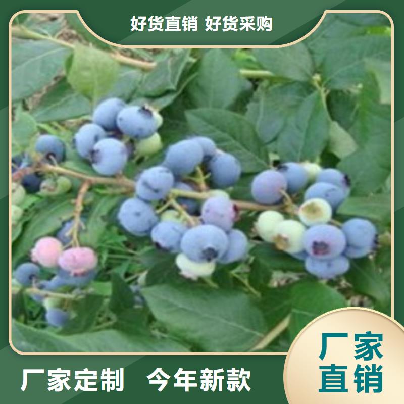 乡铃蓝莓树苗种植基地附近生产厂家