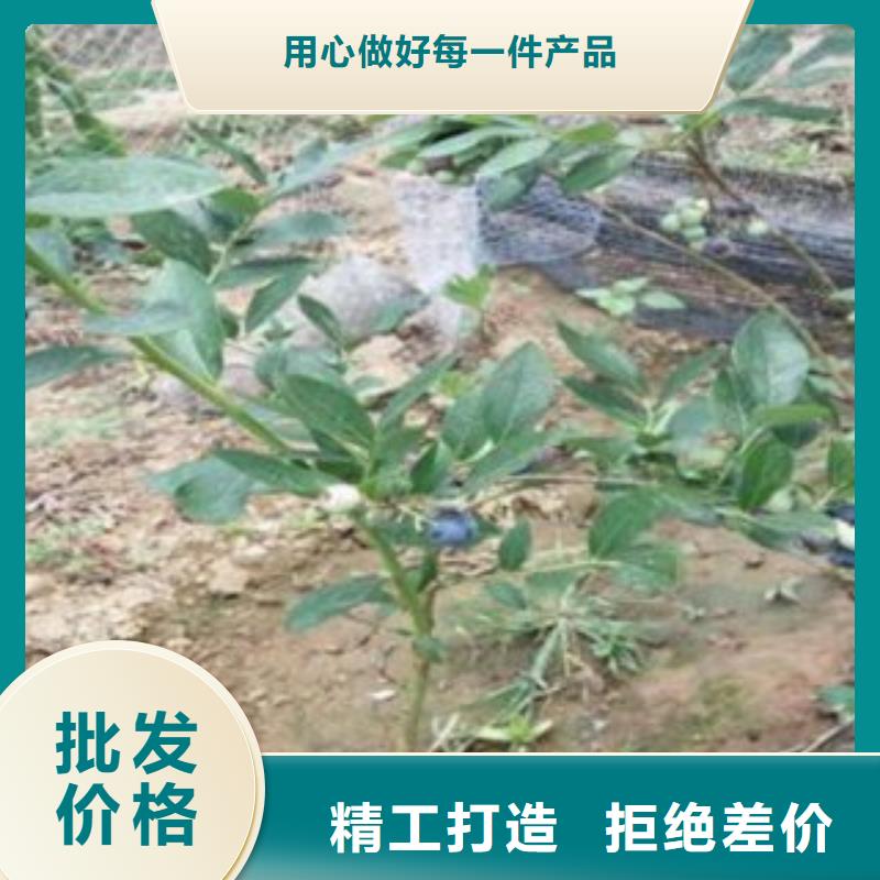 T-100蓝莓树苗严格把控质量