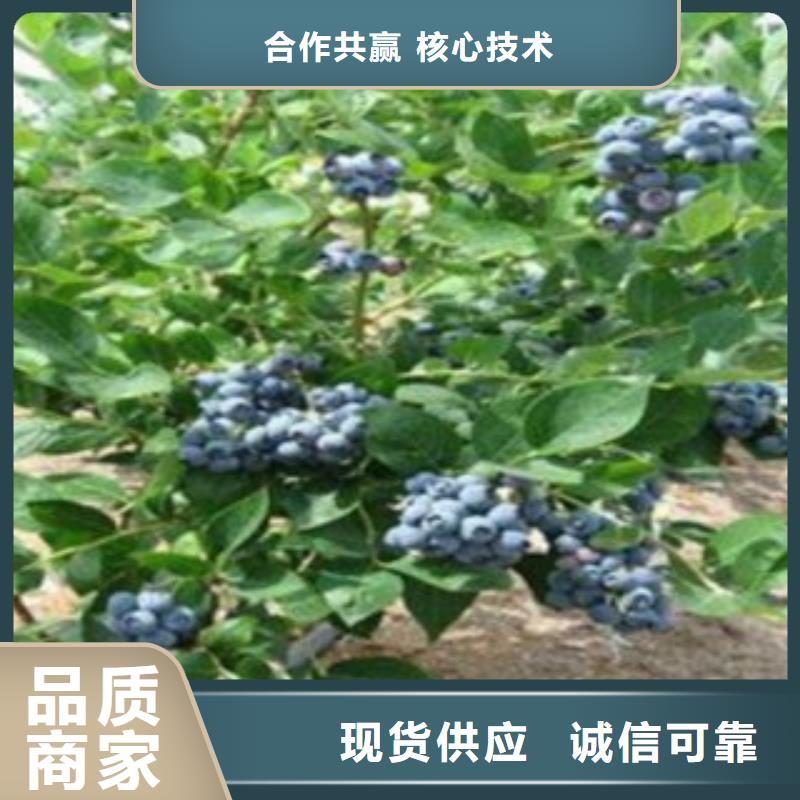 细节严格凸显品质(兴海)木兰蓝莓树苗批发低价