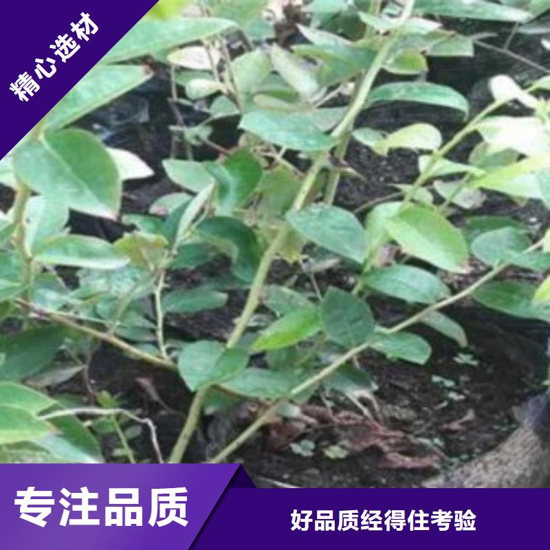 考林蓝莓树苗什么价格