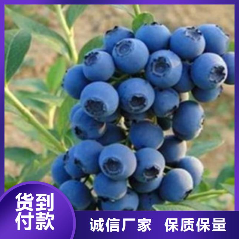 考林蓝莓树苗什么价格