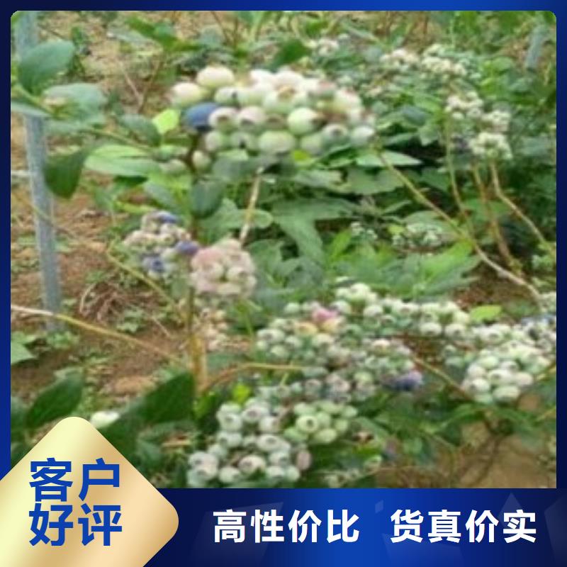 达柔蓝莓树苗批发基地附近公司