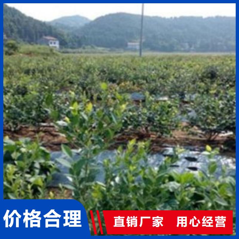 维口蓝莓树苗哪里的品种纯