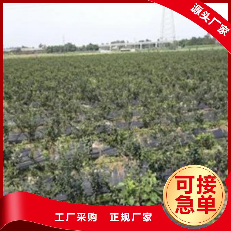 奥斯汀蓝莓树苗质优价廉