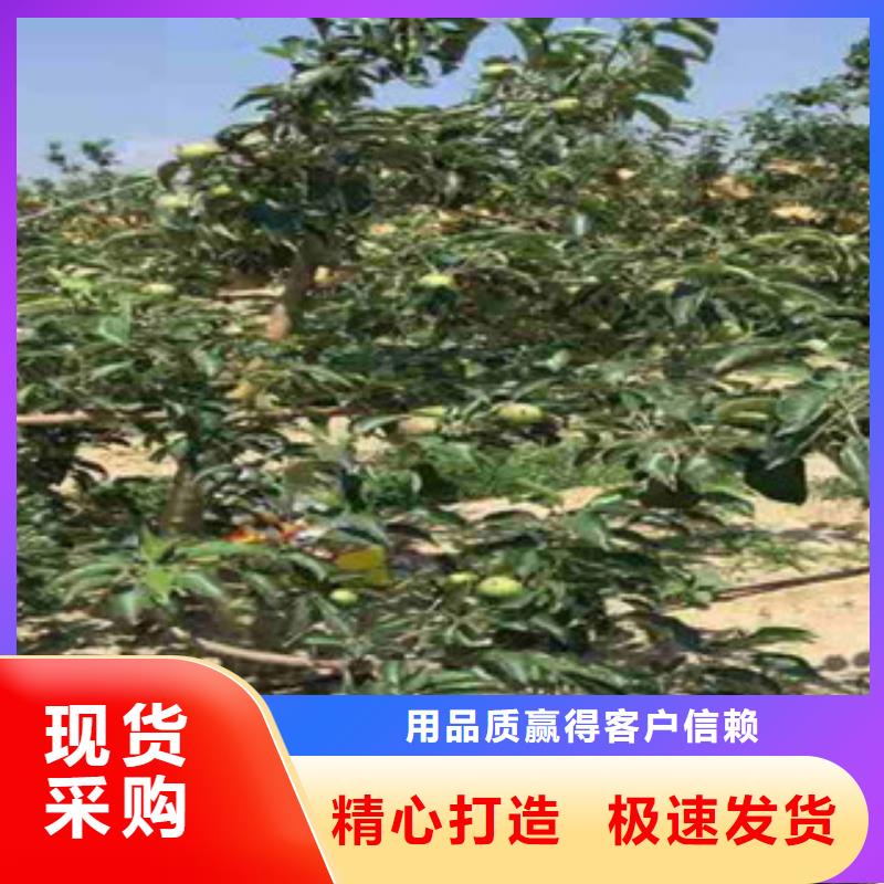 烟富9苹果树苗怎样同城生产厂家