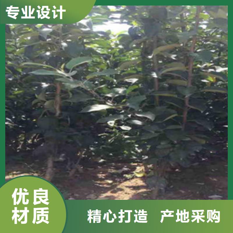 秋富1苹果树苗品种介绍质检合格出厂