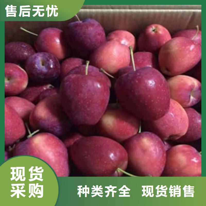 烟富9苹果树苗产地