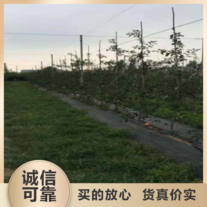 四川太极红苹果树苗种植方法及时间