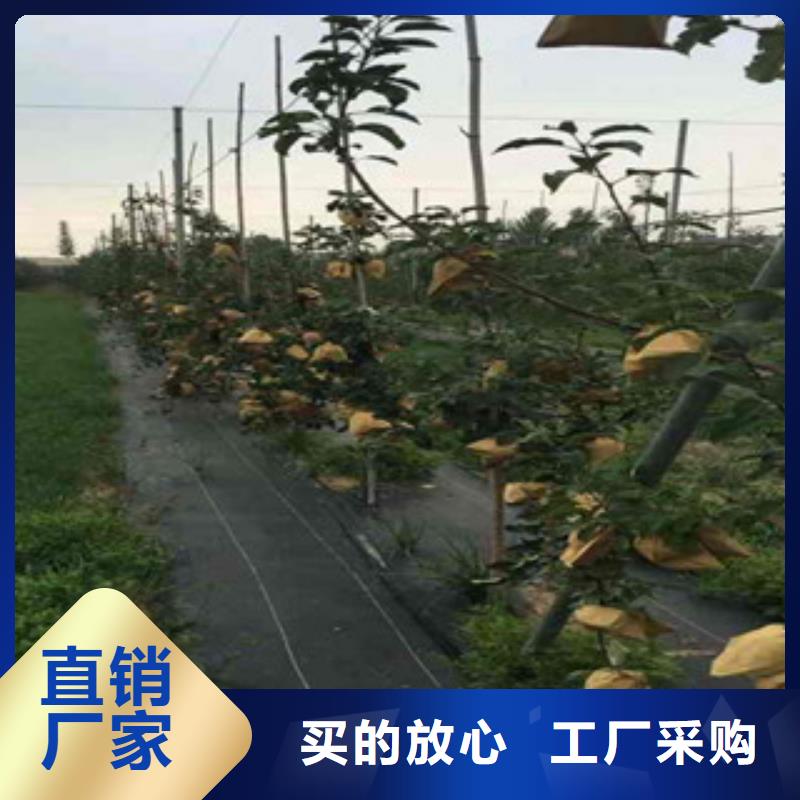 皮诺娃苹果树苗栽培时间源头工厂量大优惠