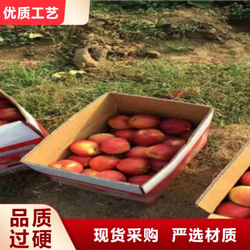 太平洋嘎啦苹果树苗批发