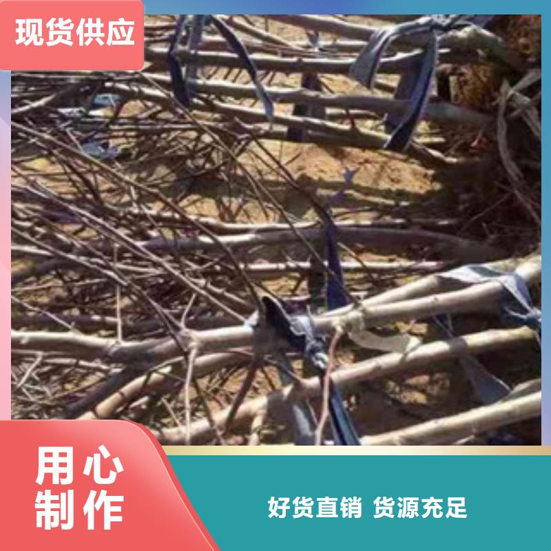 华硕苹果树苗2025品种{当地}制造商