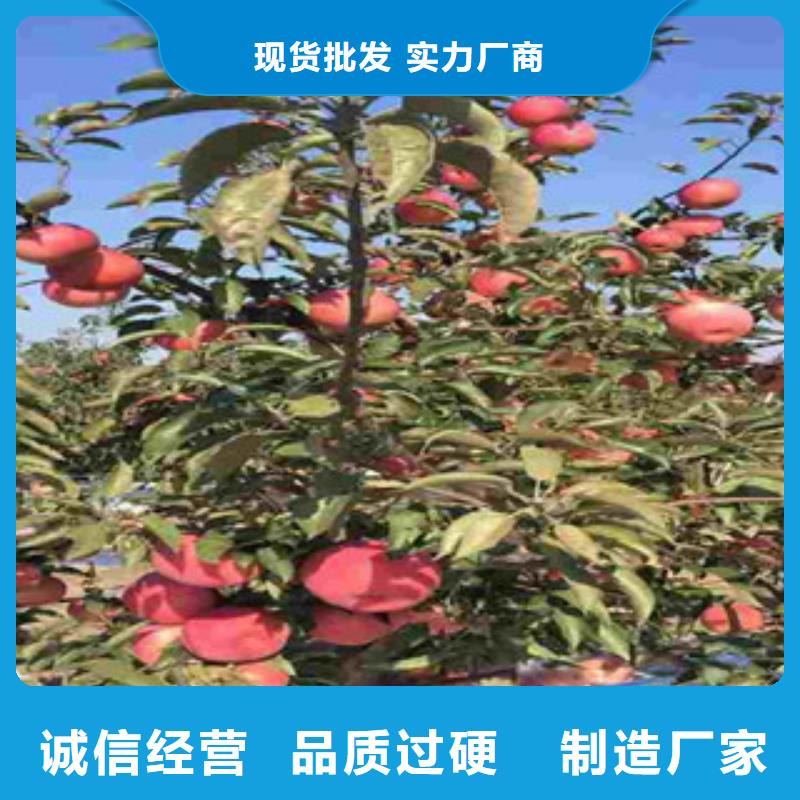 M26苹果砧木树苗怎么卖本地经销商