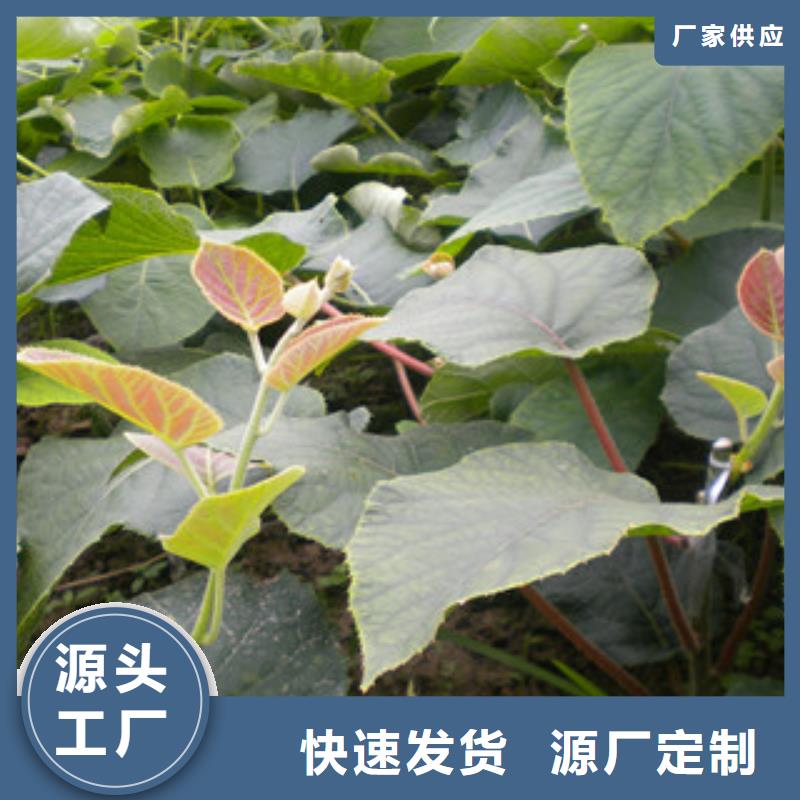 猕猴桃苗0.8厘米