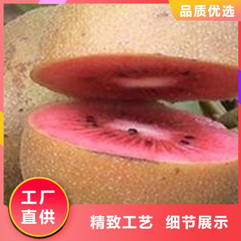 海沃德猕猴桃苗1年生