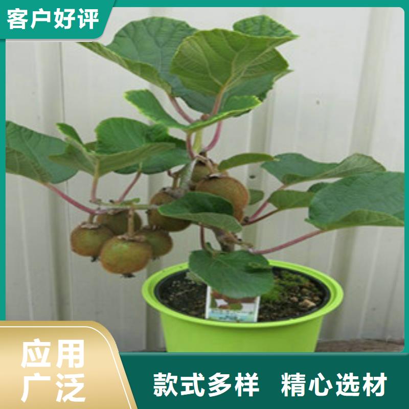红阳猕猴桃苗1.5厘米
