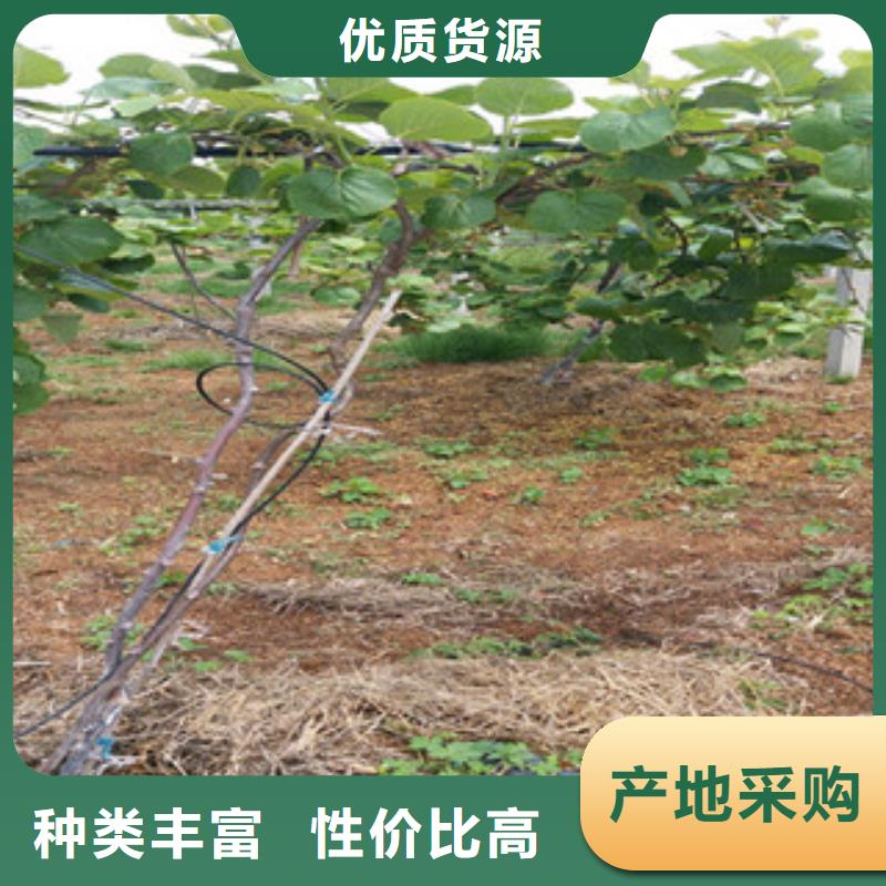 亚特猕猴桃苗1.2厘米