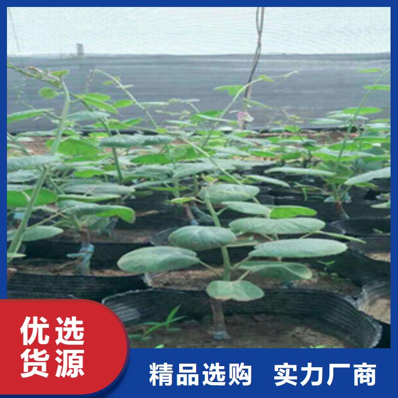 猕猴桃苗50公分