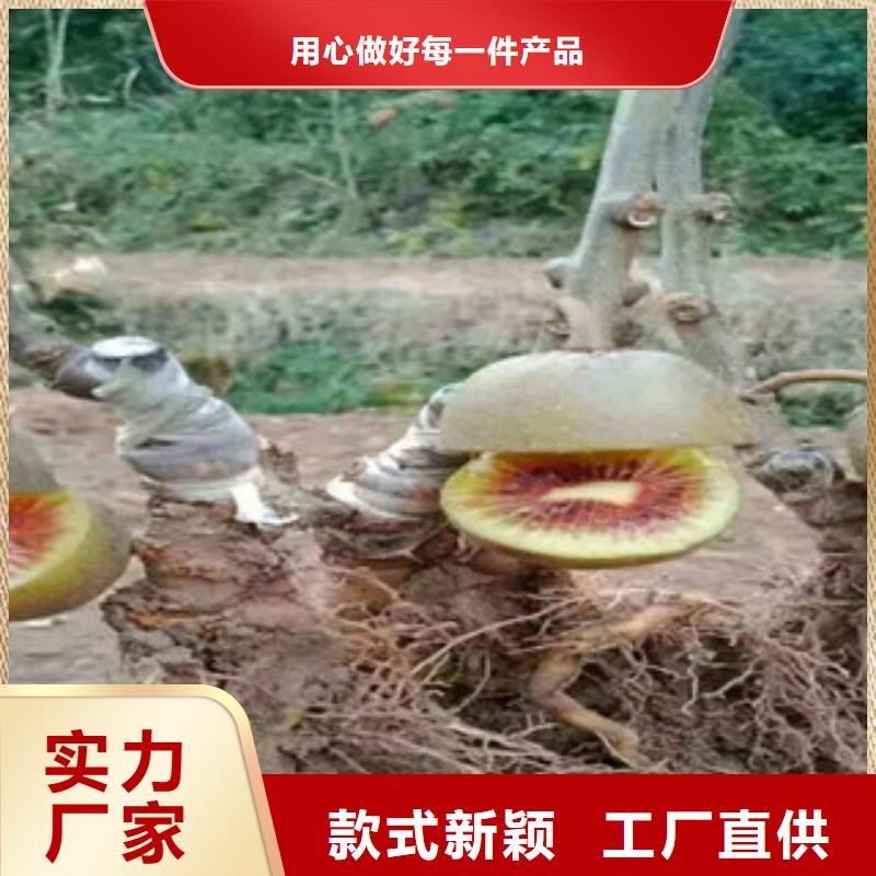 红心猕猴桃苗40厘米