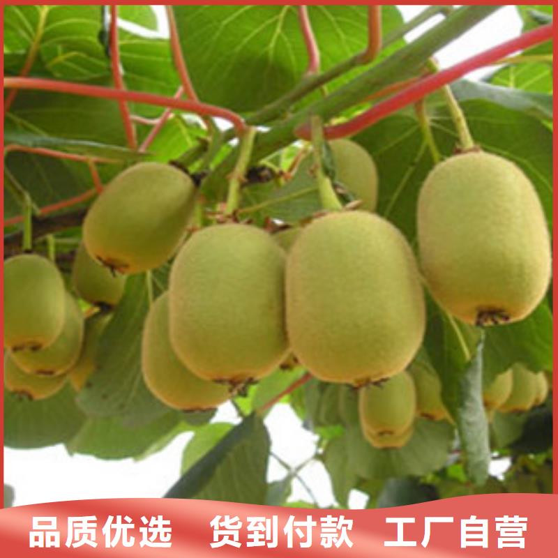 楚红猕猴桃苗9公分