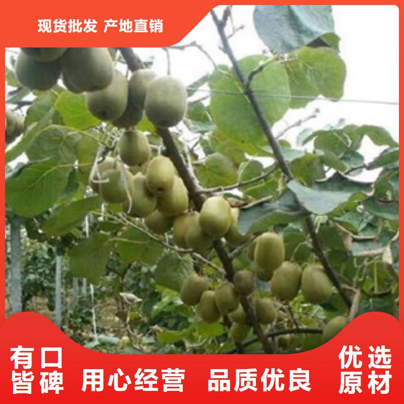 黄金果猕猴桃苗1.5公分