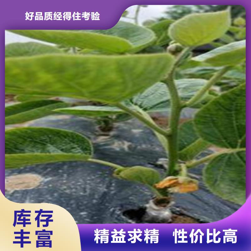 红阳猕猴桃苗1.5厘米