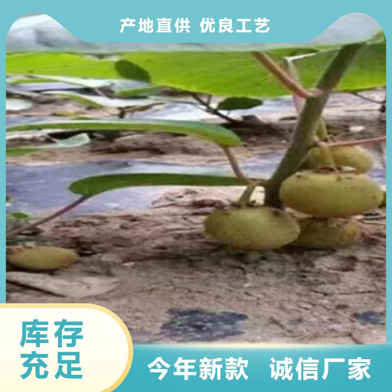 亚特猕猴桃苗40公分