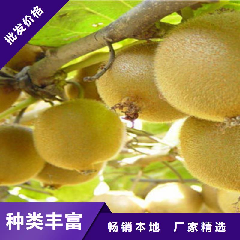 秦美猕猴桃苗80公分