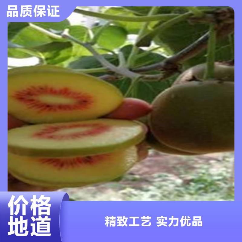 猕猴桃苗50公分