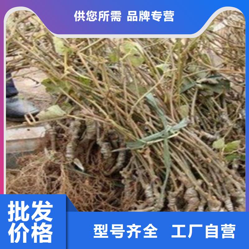 猕猴桃苗18厘米