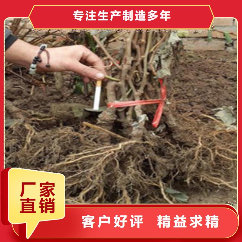 红阳猕猴桃苗1.5厘米
