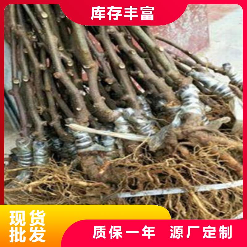黄金果猕猴桃苗1.5公分