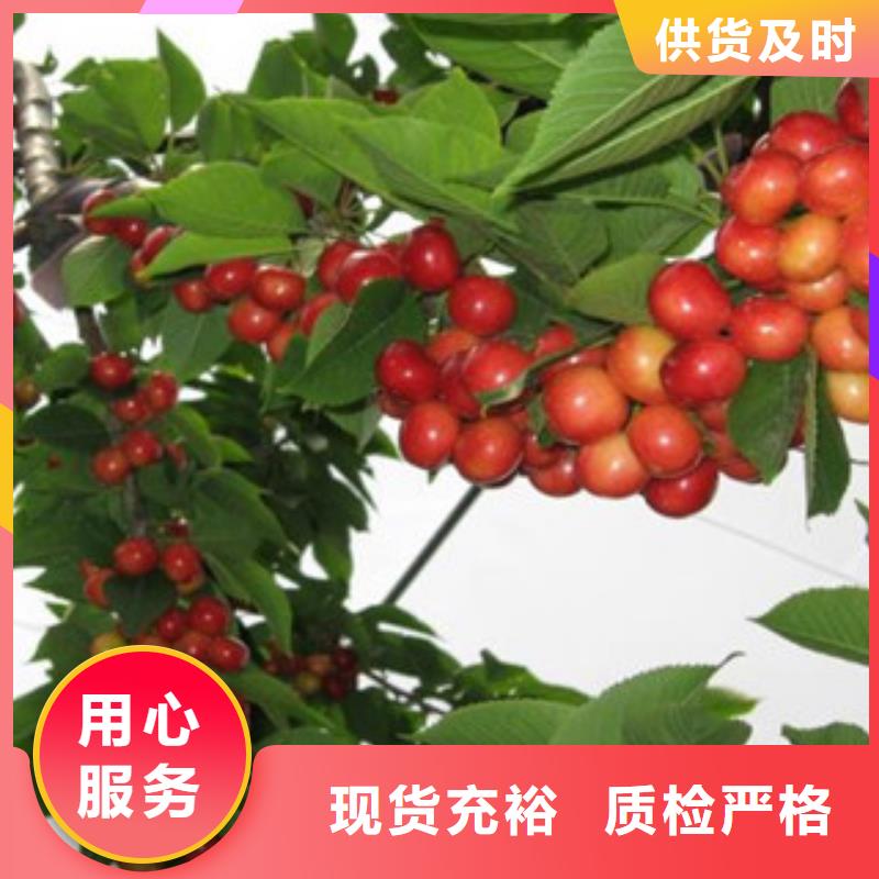 早大果樱桃树苗