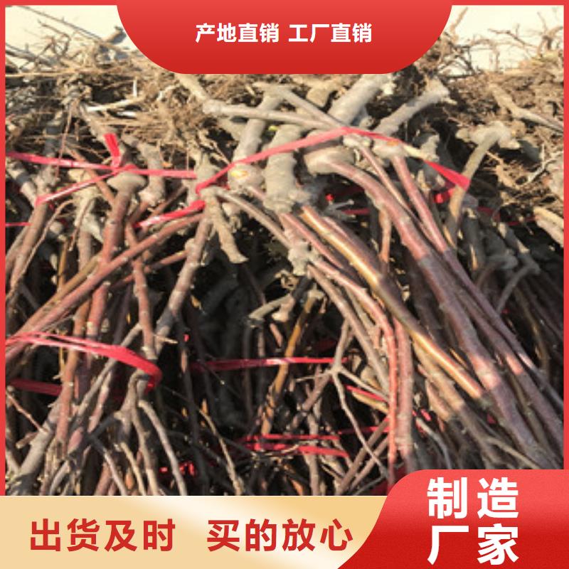 晚熟樱桃树苗0.6公分