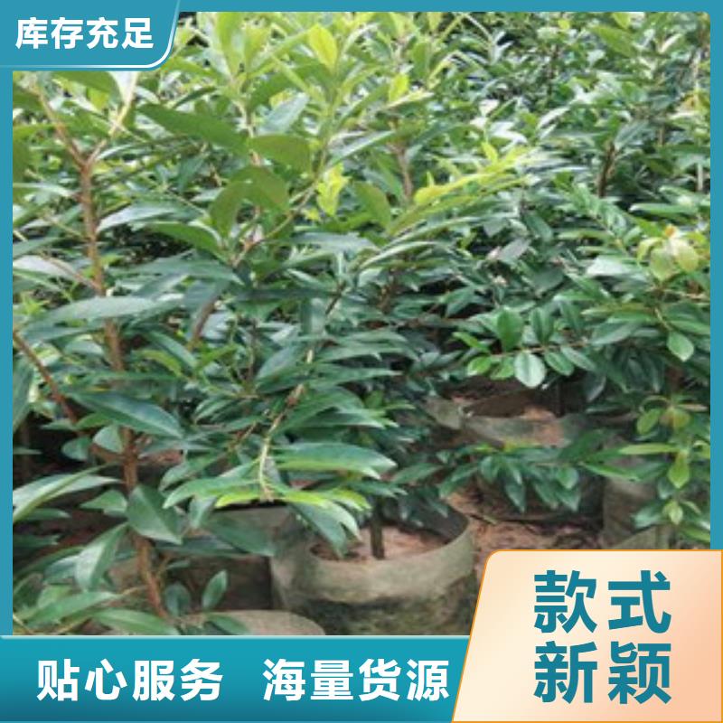 晚熟樱桃树苗0.6公分