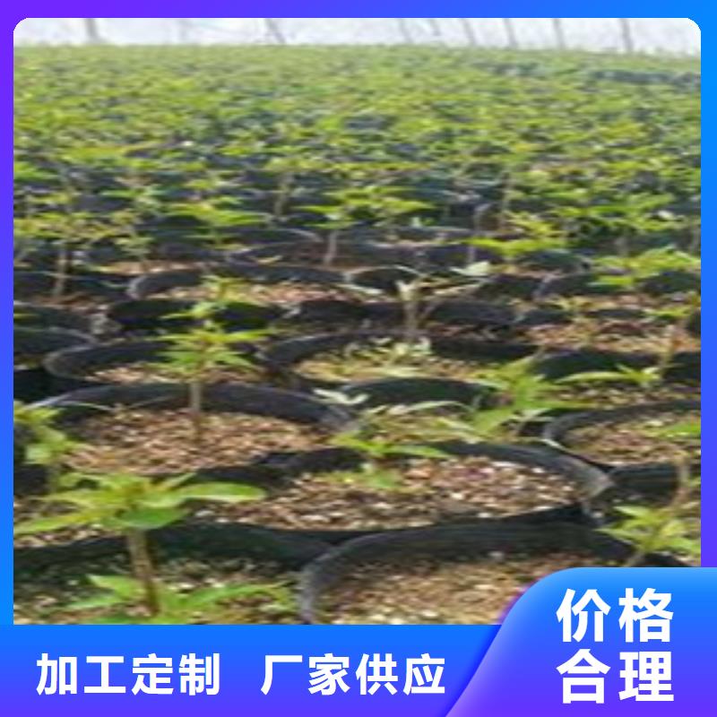 大紫樱桃树苗0.8公分