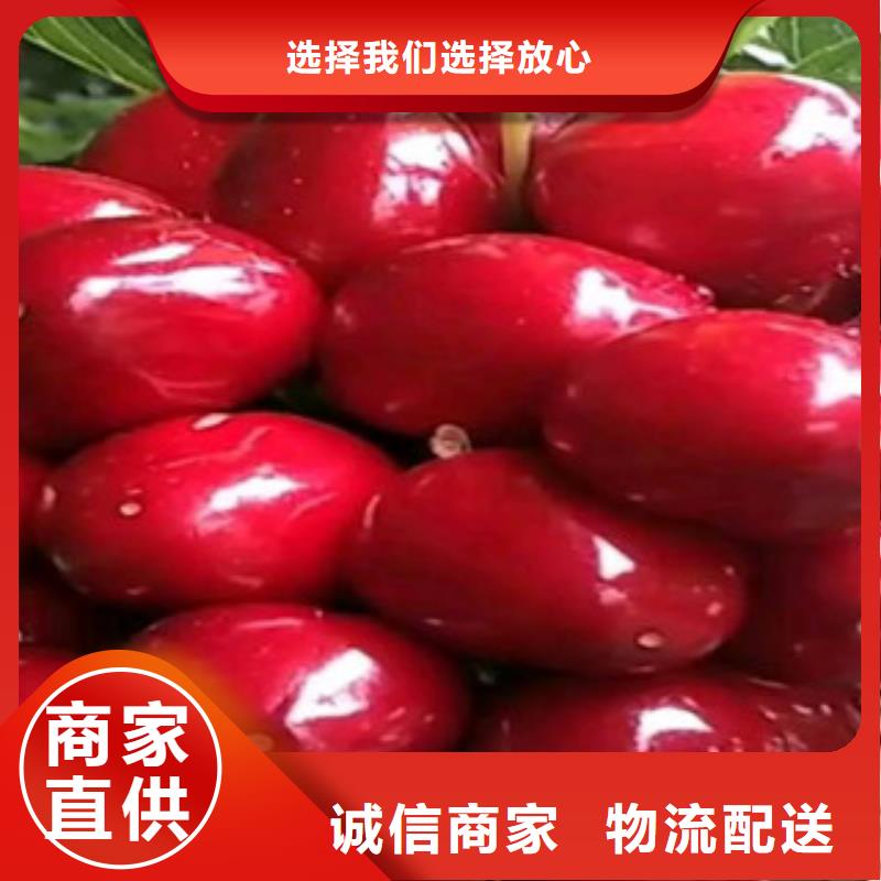 蕾妮车厘子树苗两年