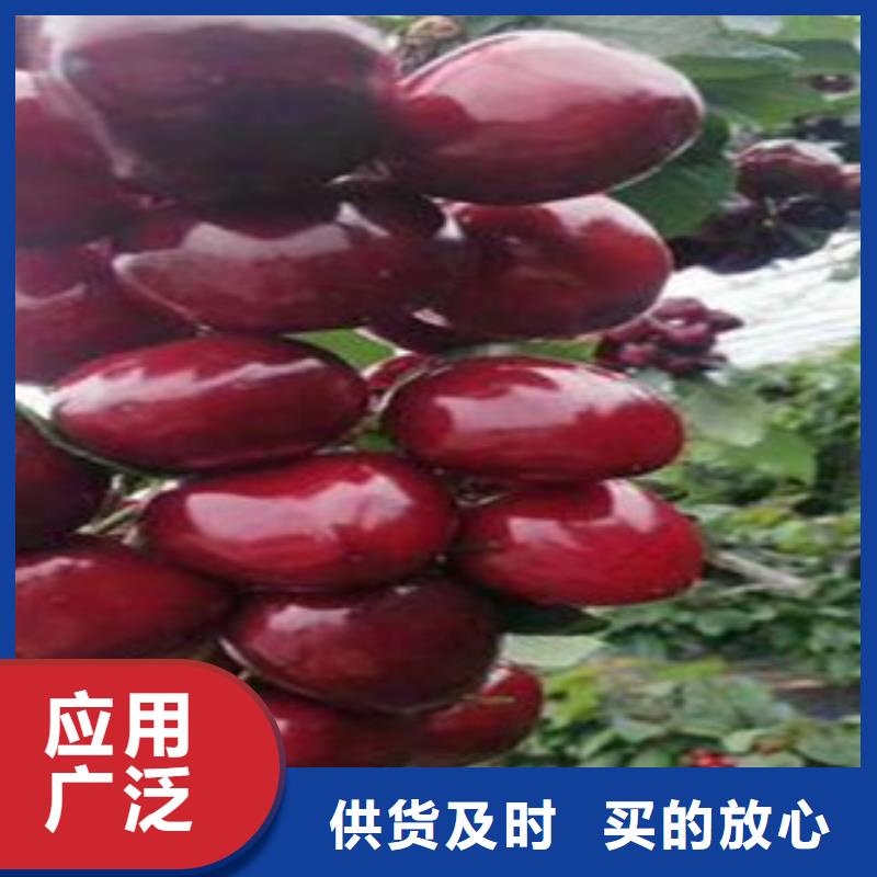 半矮化樱桃树苗2年生