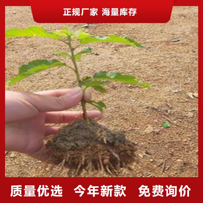 早大果樱桃树苗