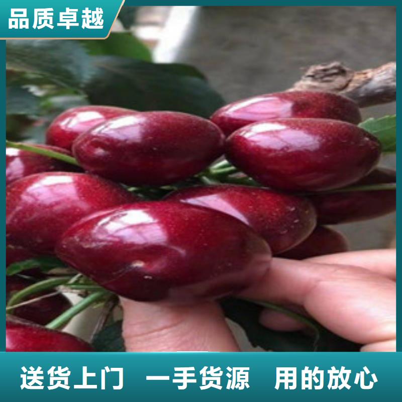 早熟樱桃树苗两年