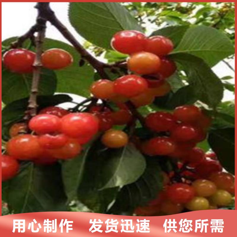 斯巴克樱桃树苗